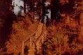 /album/photo-gallery-homepage/stairway-to-heaven-jpg/